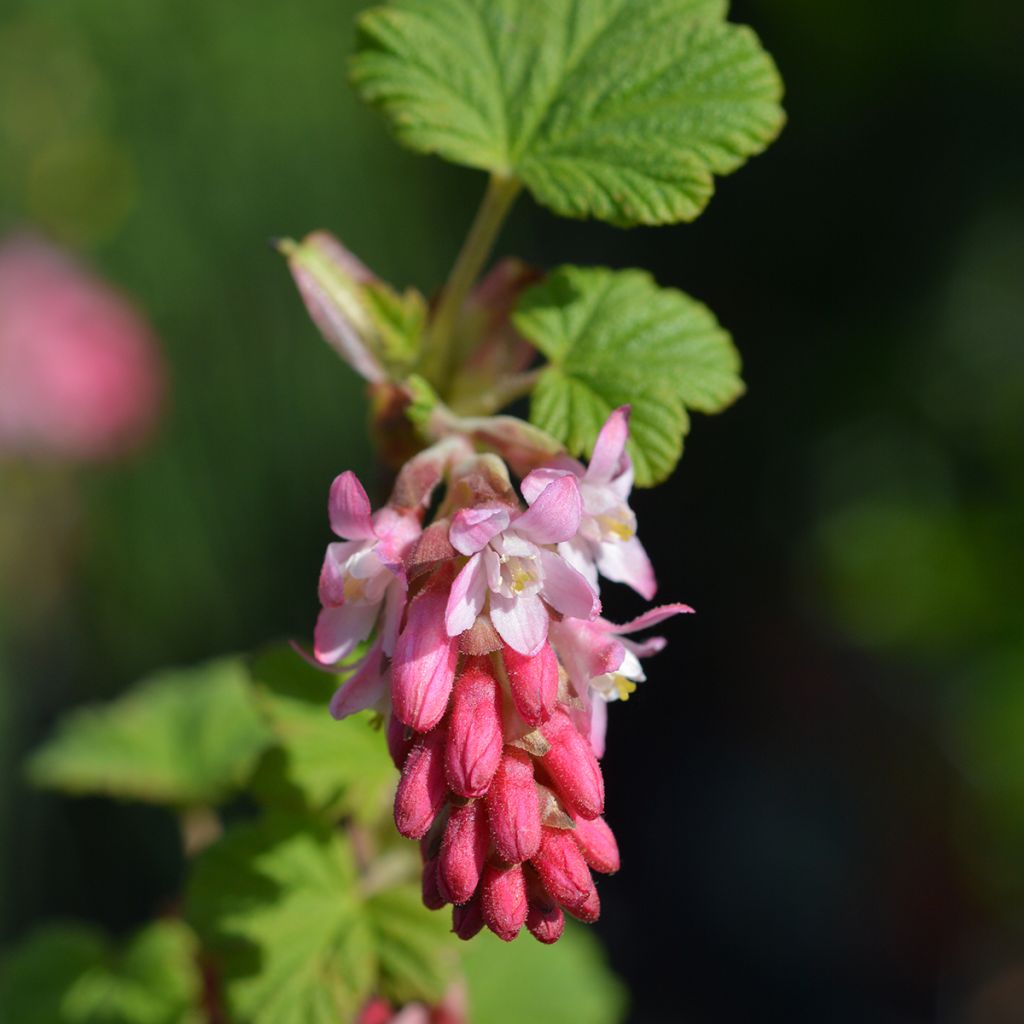 Ribes sanguineum King Edward VII - Flowering Currant