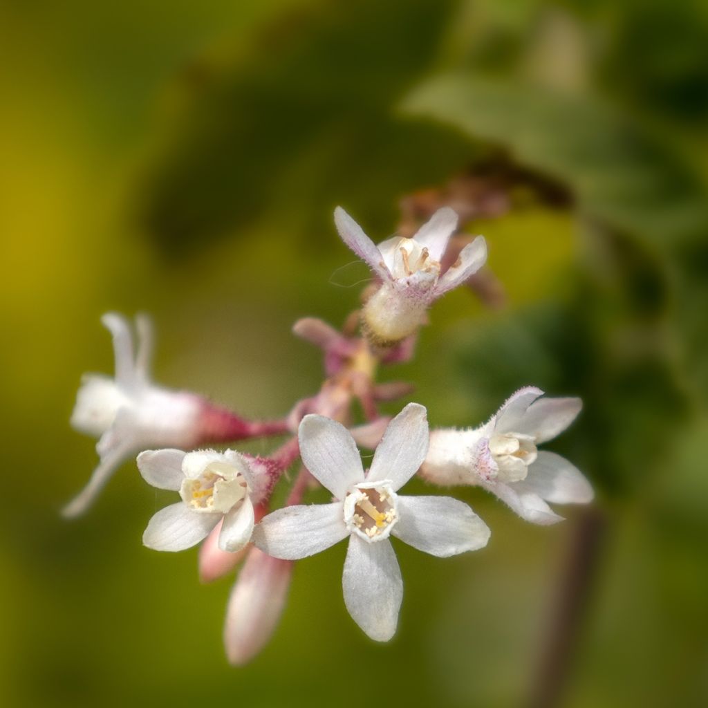 Ribes sanguineum White Icicle - Flowering Currant
