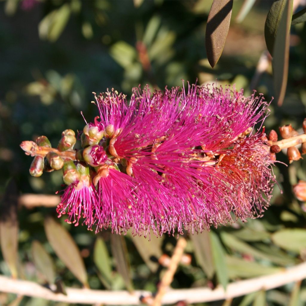 Callistemon violaceus - Bottlebrush
