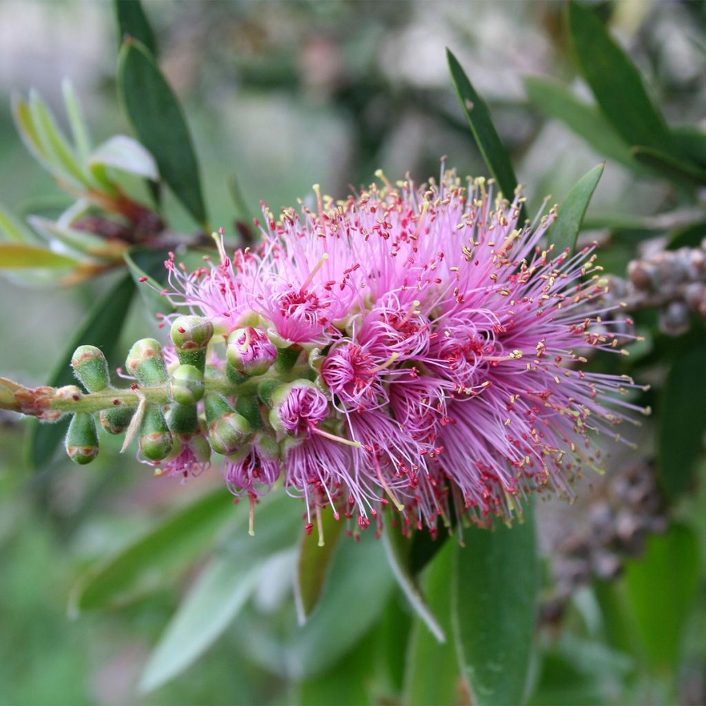 Callistemon violaceus - Bottlebrush