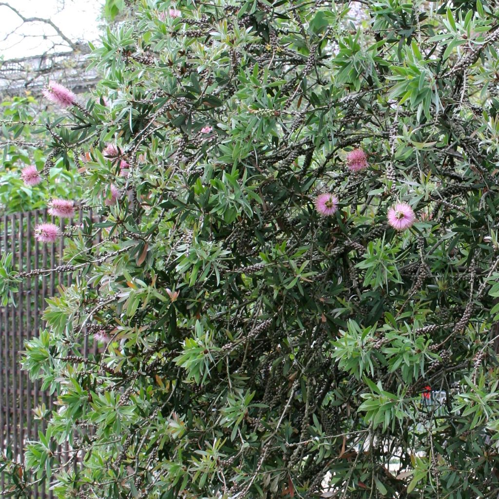 Callistemon violaceus - Bottlebrush
