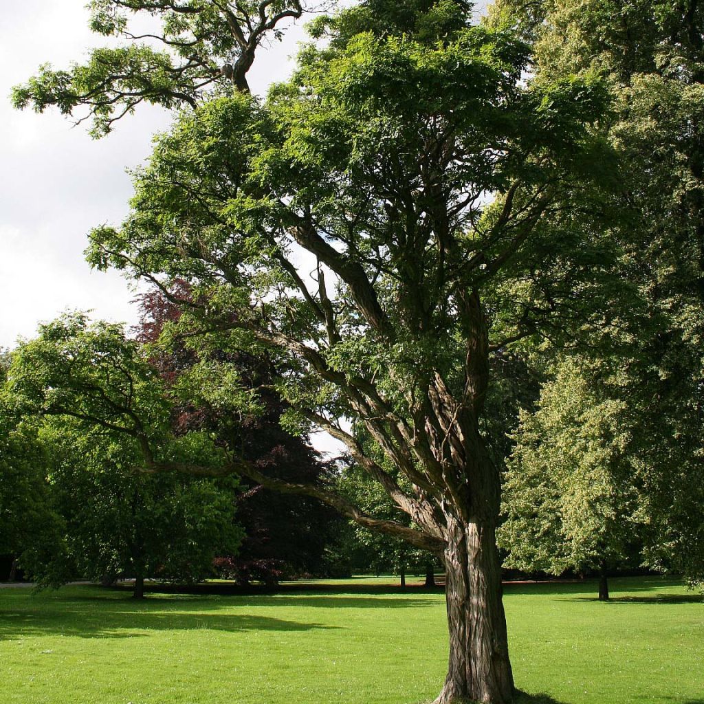 Robinia pseudoacacia Umbraculifera - Parasol Acacia