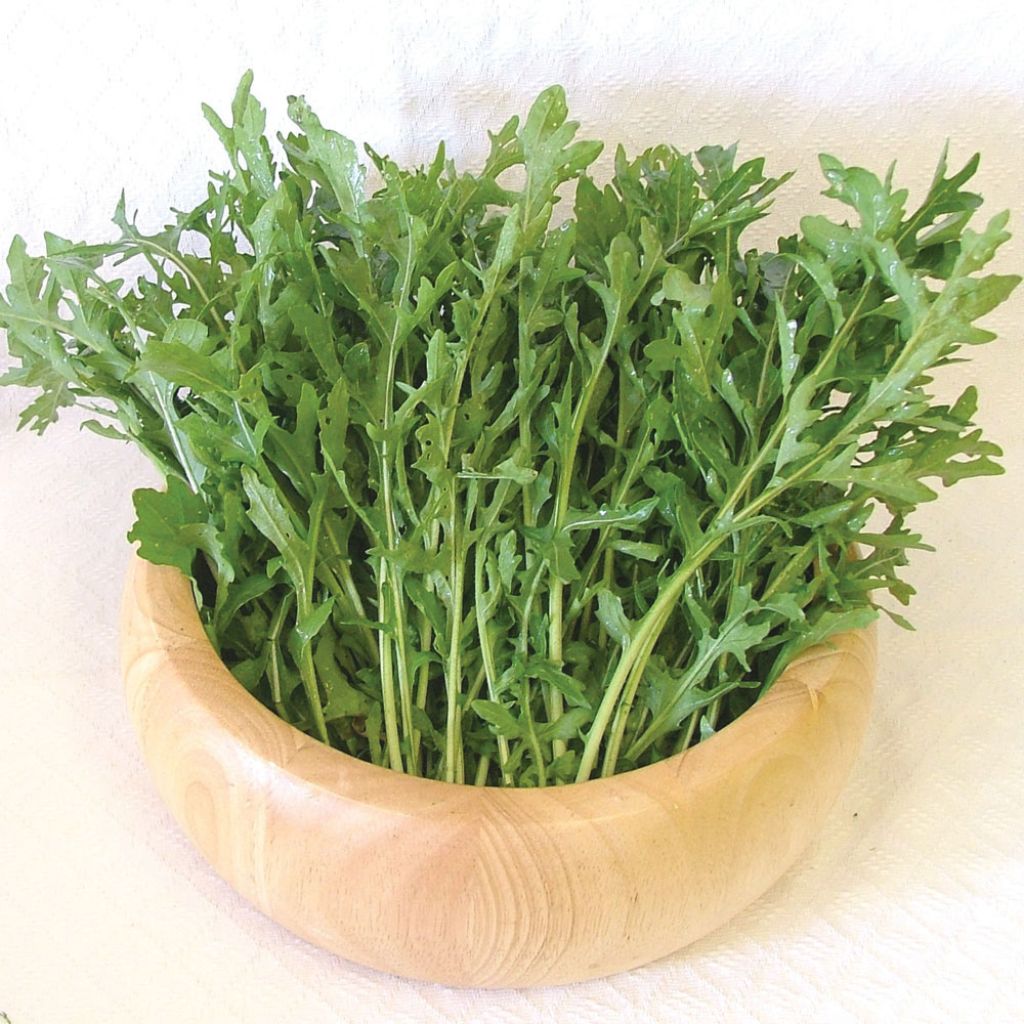 Rocket Astra - Arugula
