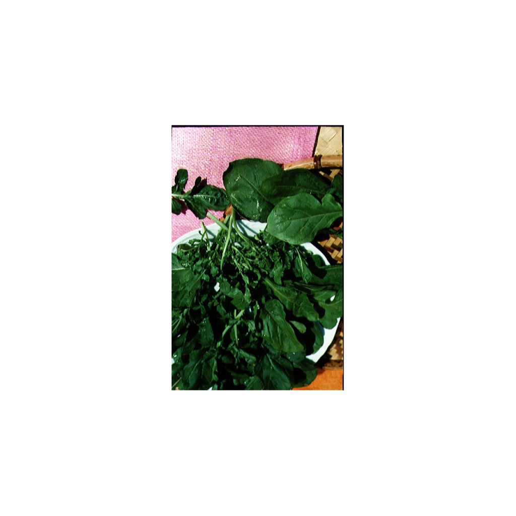 Garden Rocket - Eruca sativa