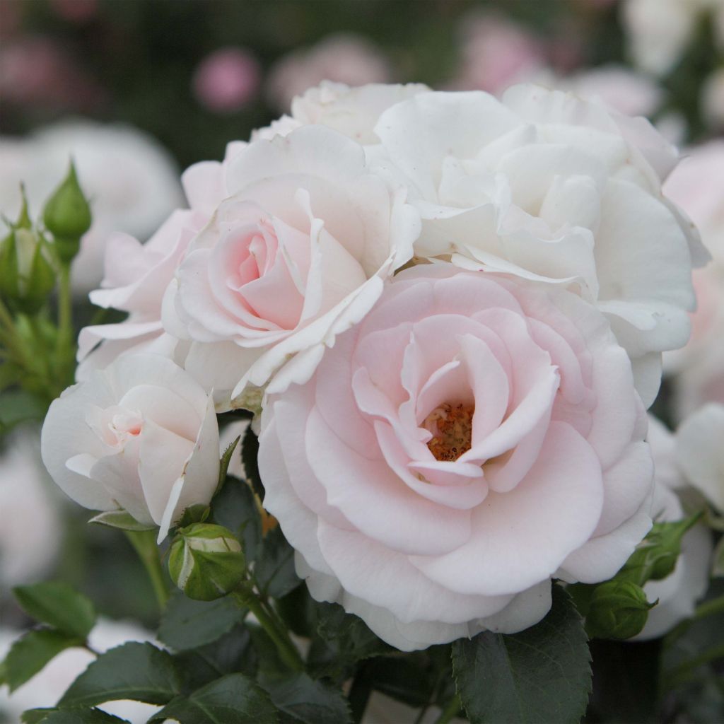 Rosa Aspirin Rose - Floribunda Rose