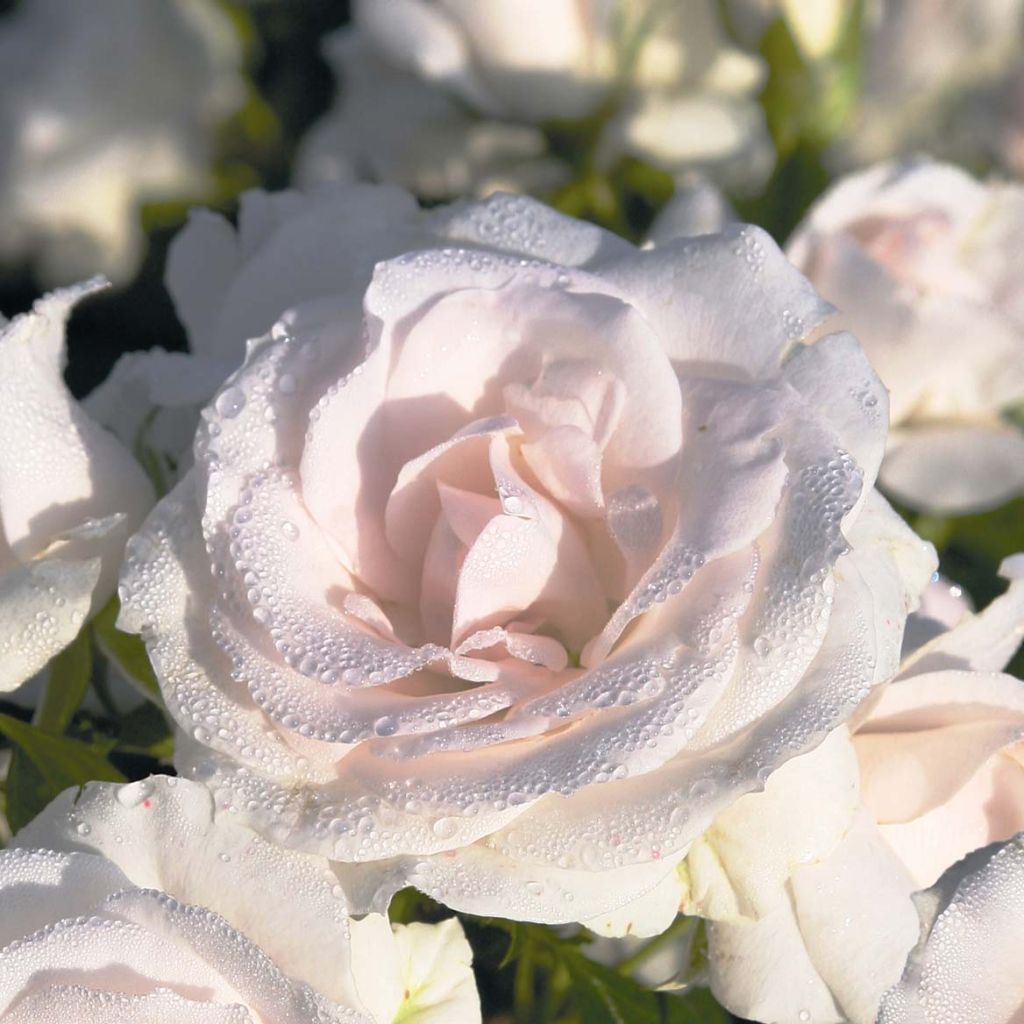 Rosa Aspirin Rose - Floribunda Rose