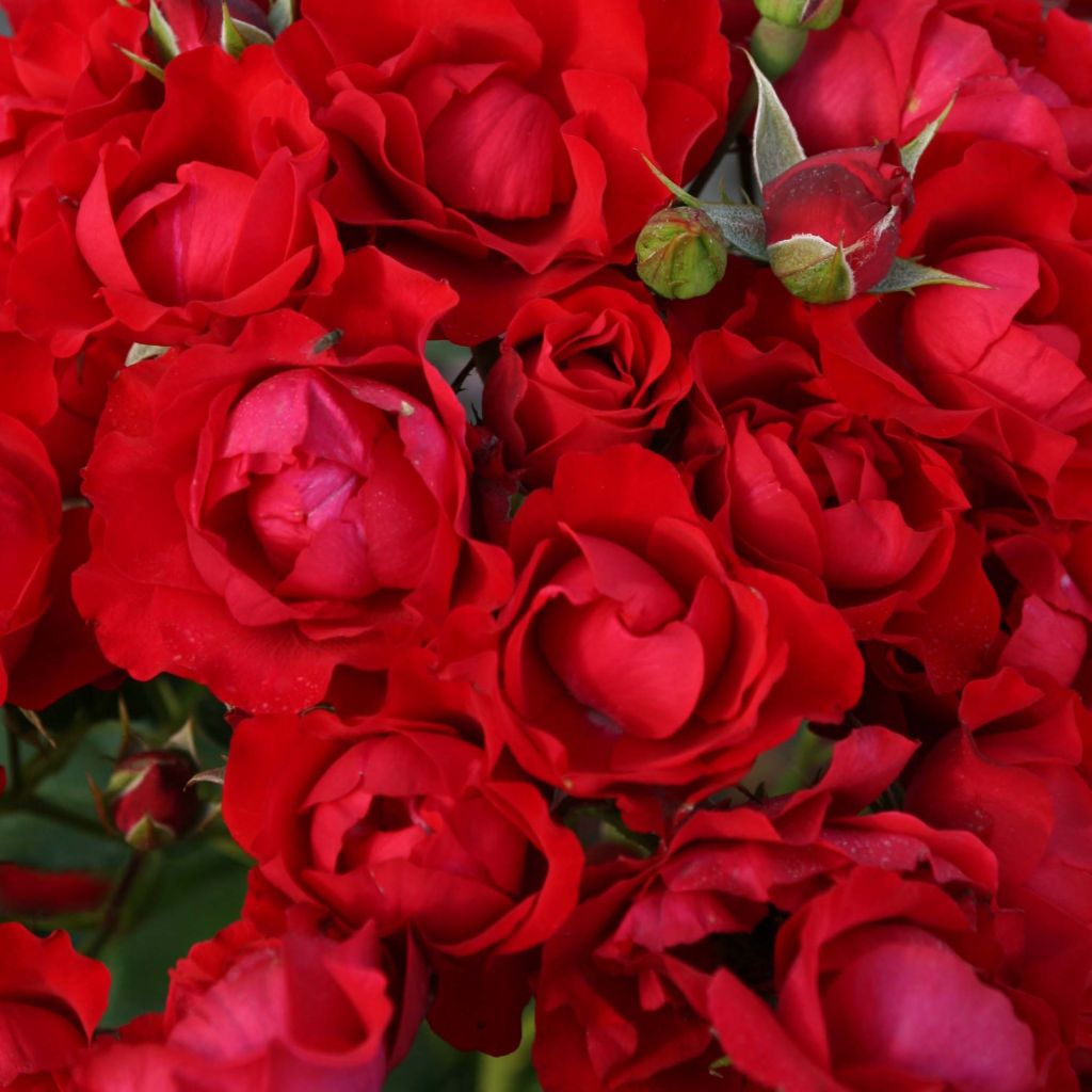 Rosa Black Forest Rose - Floribunda Rose