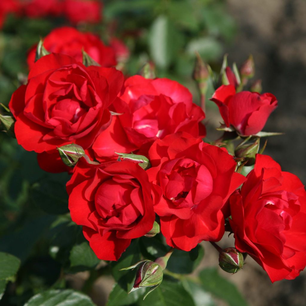 Rosa Black Forest Rose - Floribunda Rose