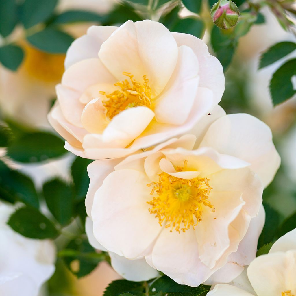 Rosa Above and Beyond  - Climbing Rose