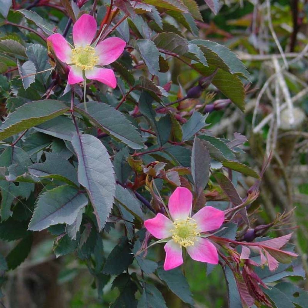 Rosa glauca Rubrifolia - Gallic Rose