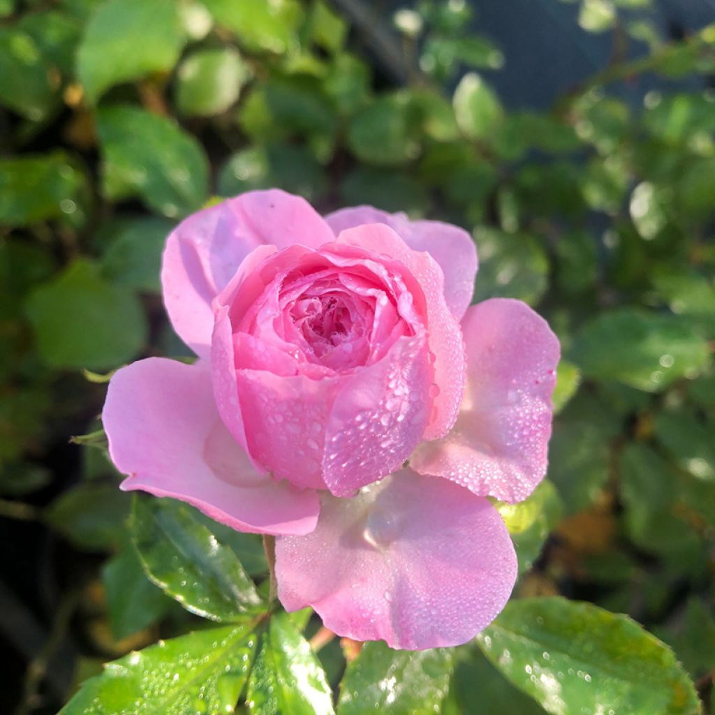 Rosa Larissa