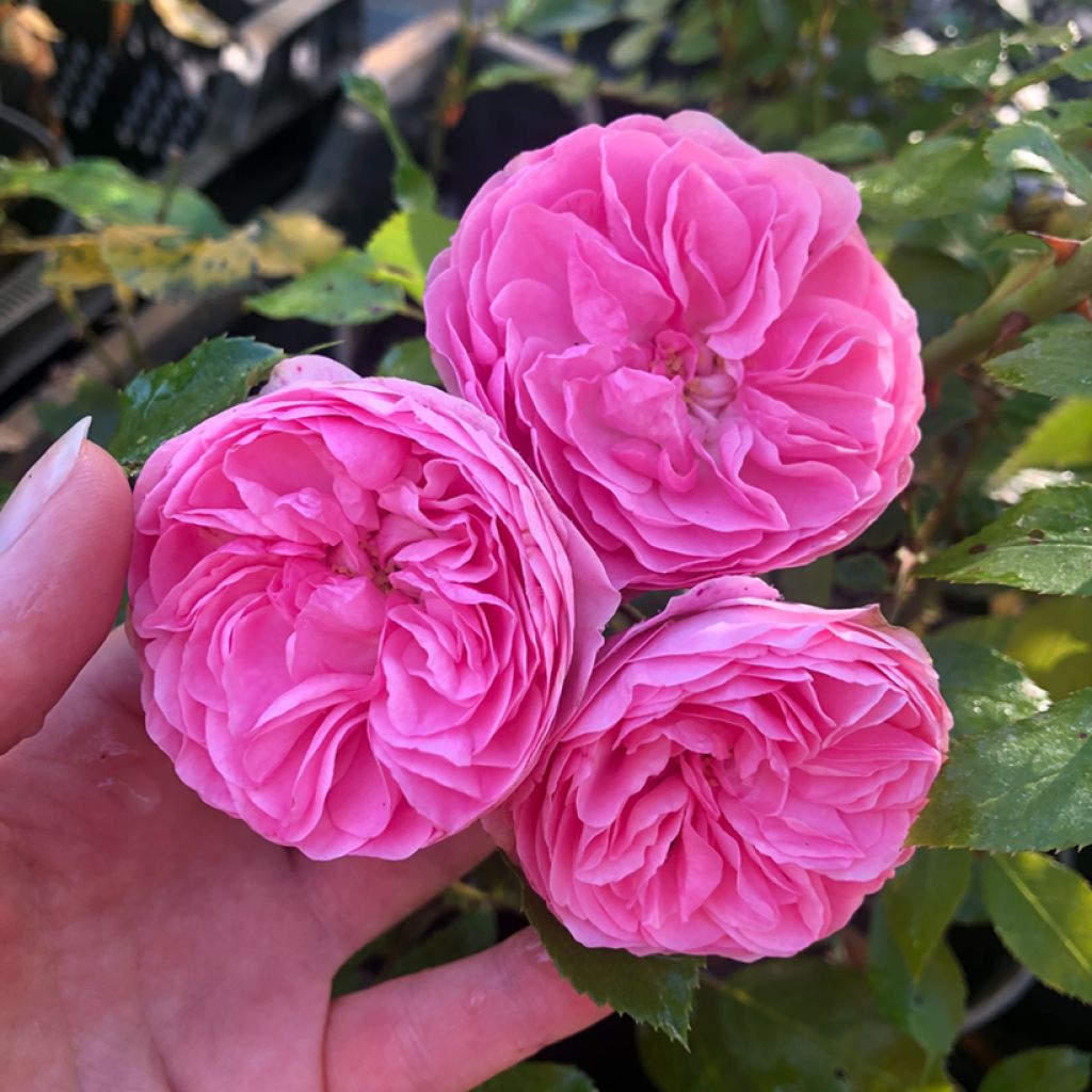 Rosa Larissa