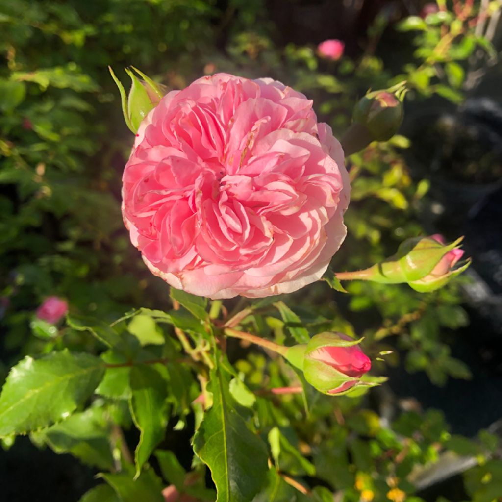 Rosa Larissa