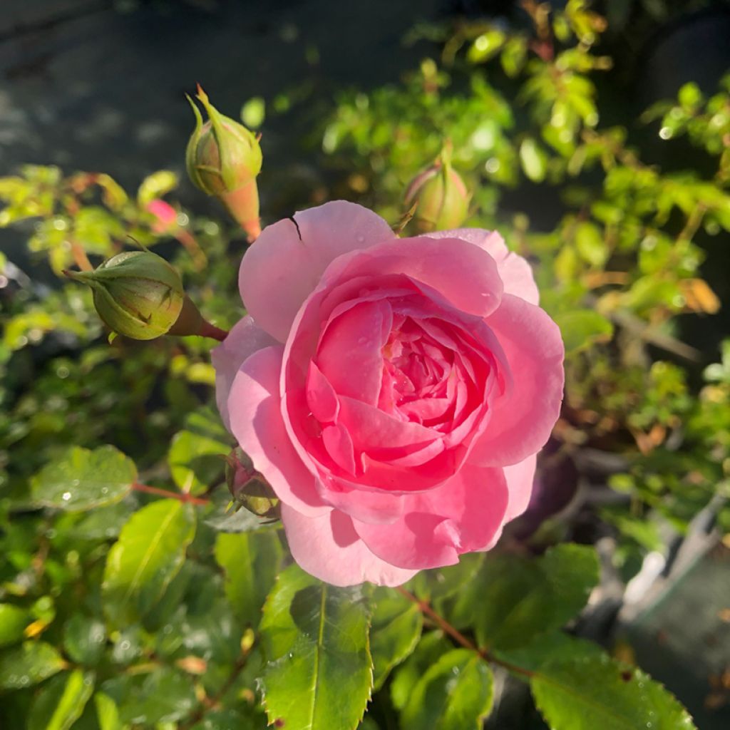 Rosa Larissa