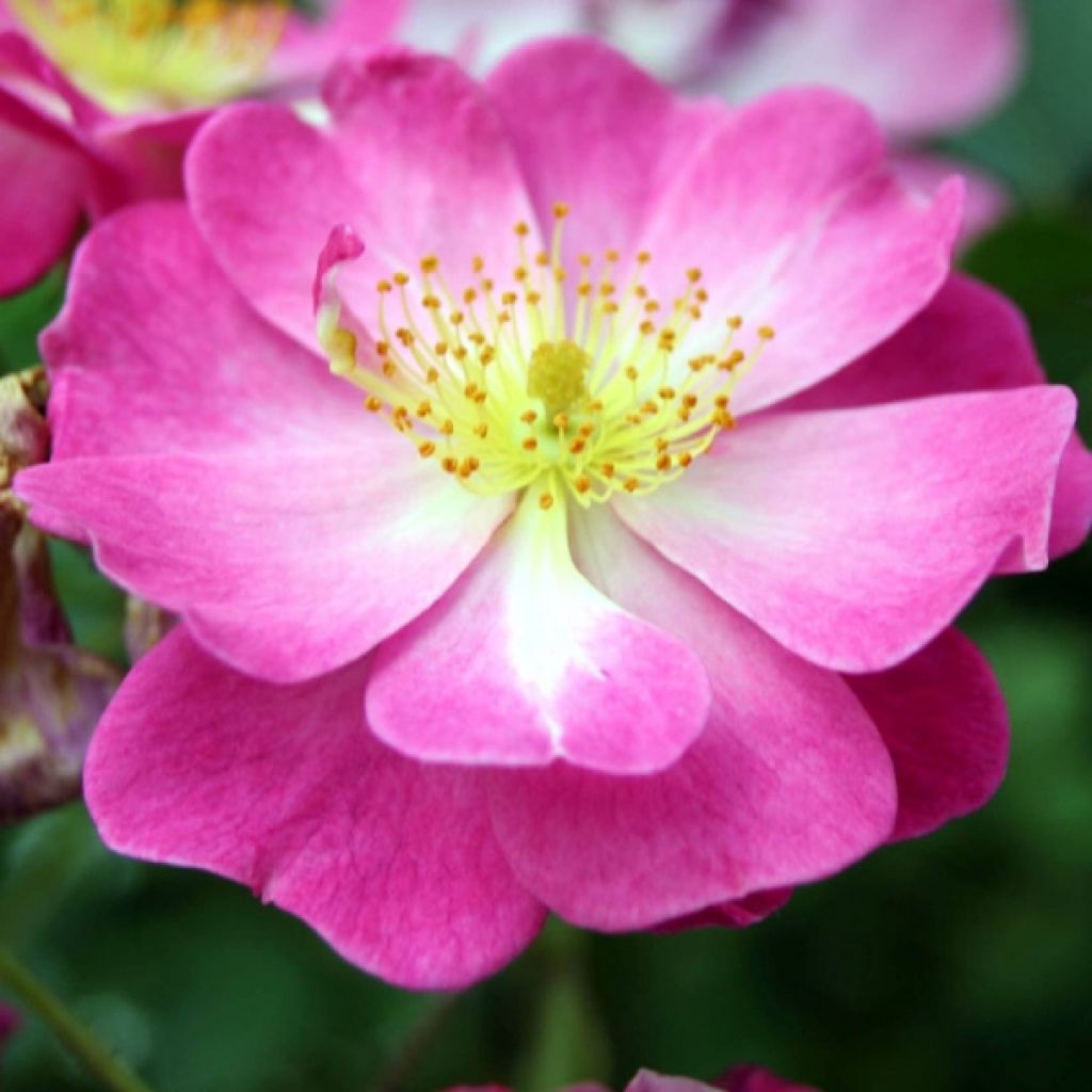 Rosa Lavender Dream