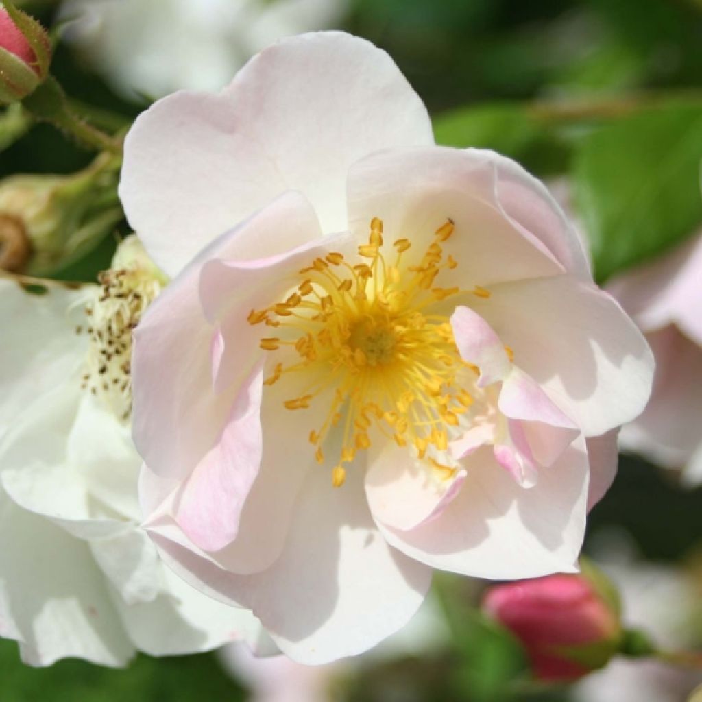 Rosa Nevada