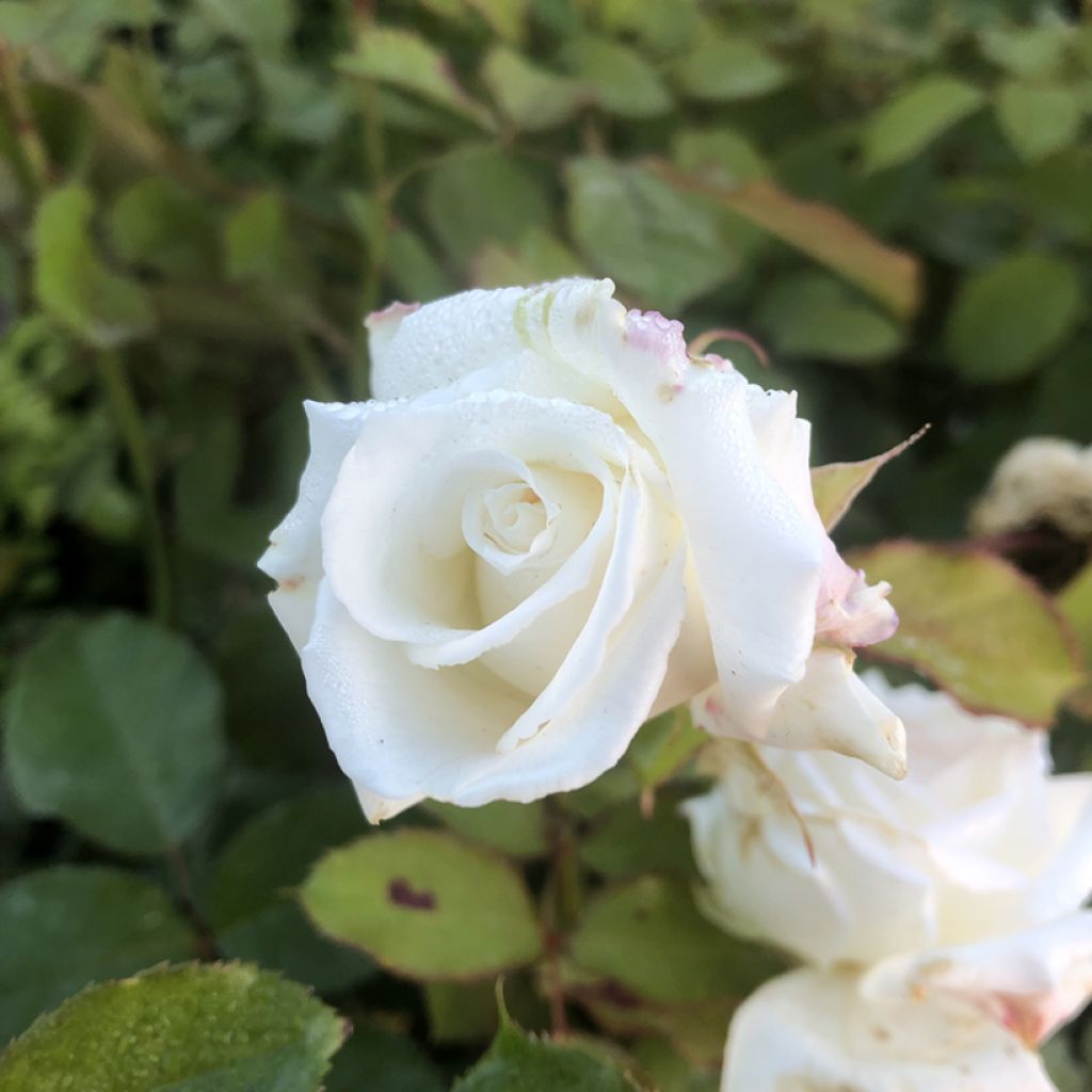 Rosa Pope Jean-Paul II