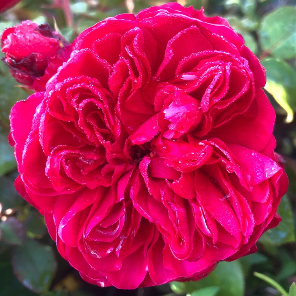 Rosa x floribunda Red Leonardo da Vinci Meiangele