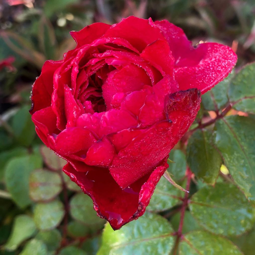 Rosa x floribunda Red Leonardo da Vinci Meiangele