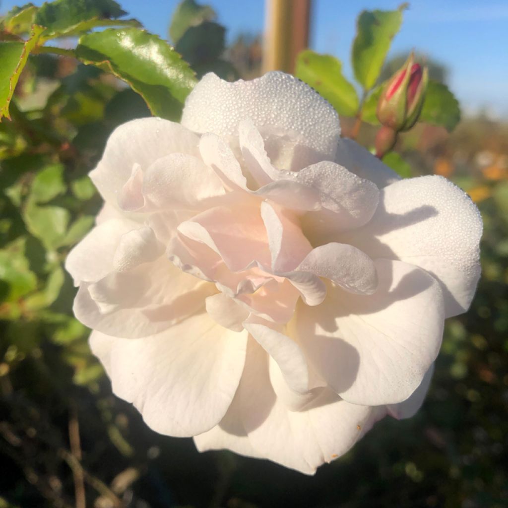 Rosa Rigo Diamant