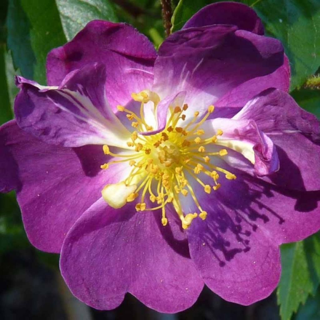 Rosa x wichuraiana Veilchenblau - Rambling Rose
