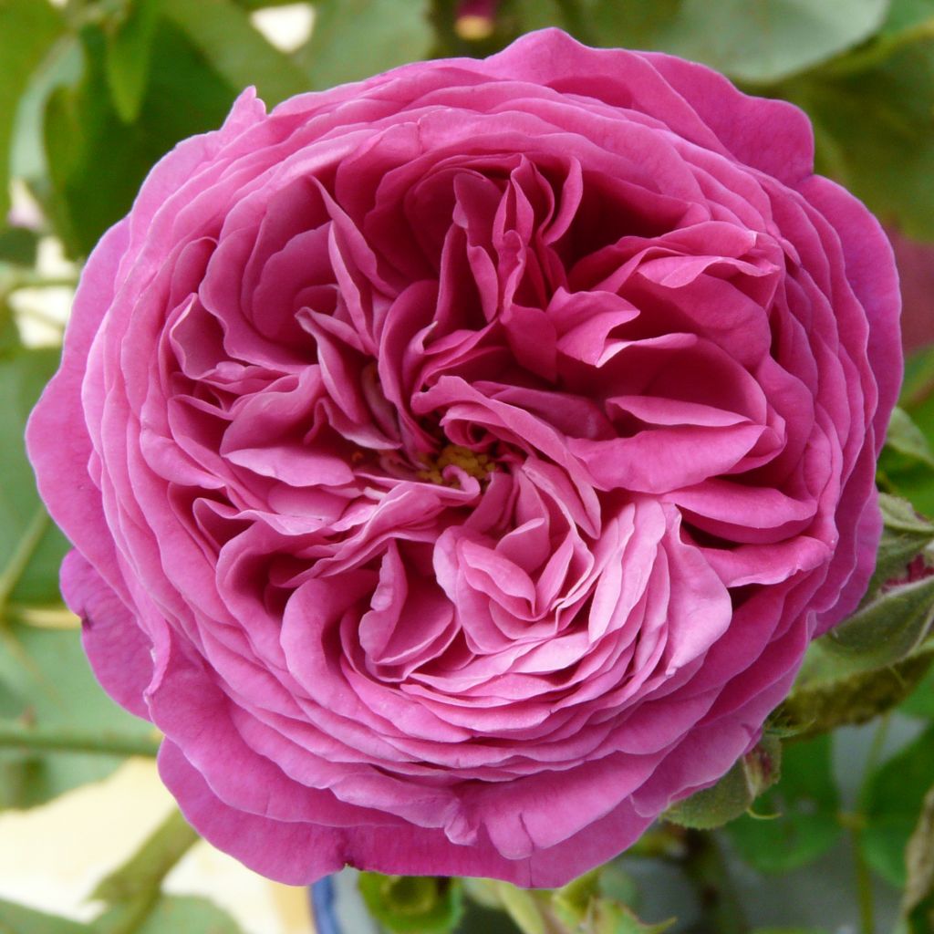 Rosa Yolande d’Aragon - Portland Rose