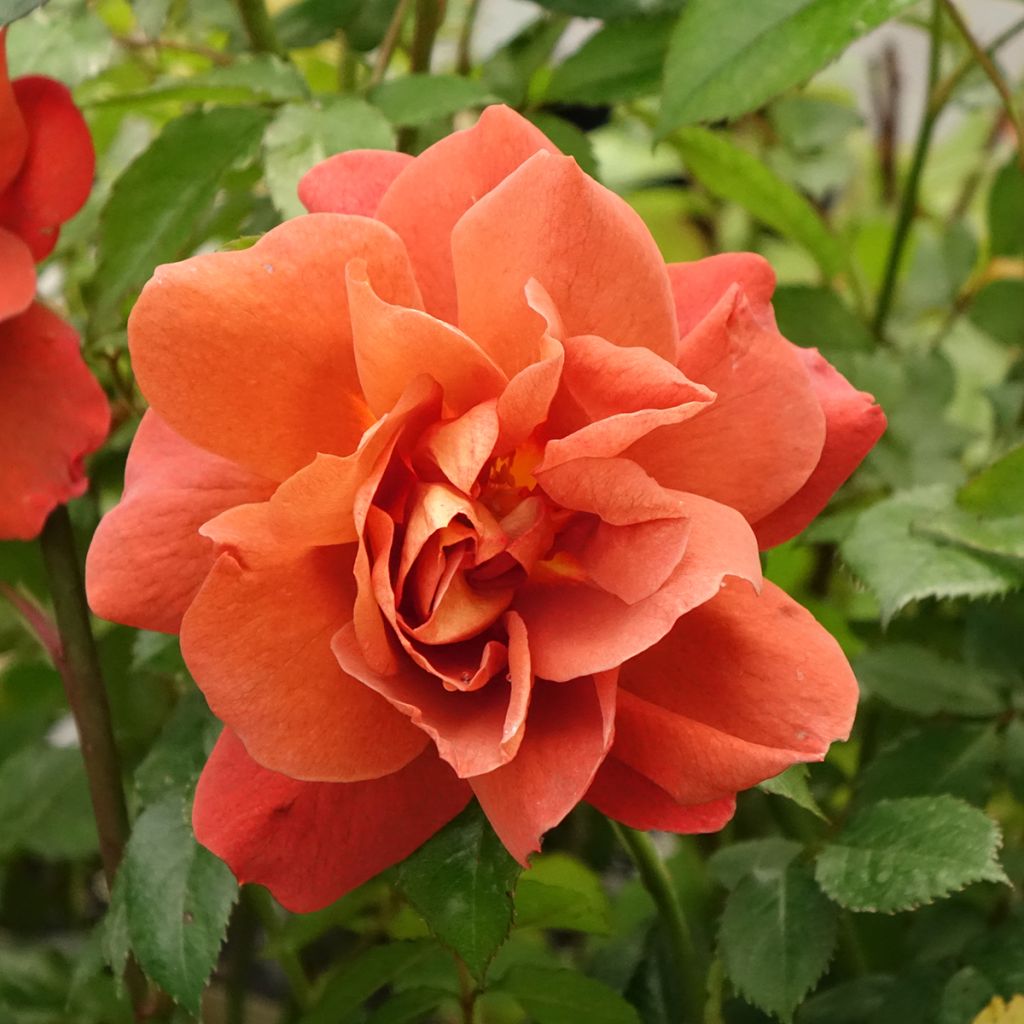 Rosa floribunda Havanna