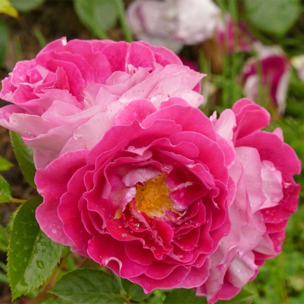 Rosa x floribunda Abbatiale de Pontigny - Floribunda Rose