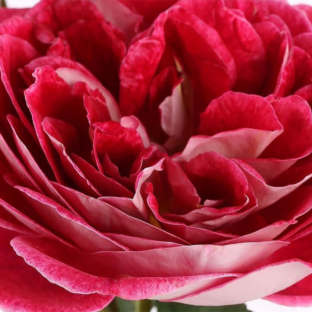 Rosa x floribunda Abbatiale de Pontigny - Floribunda Rose
