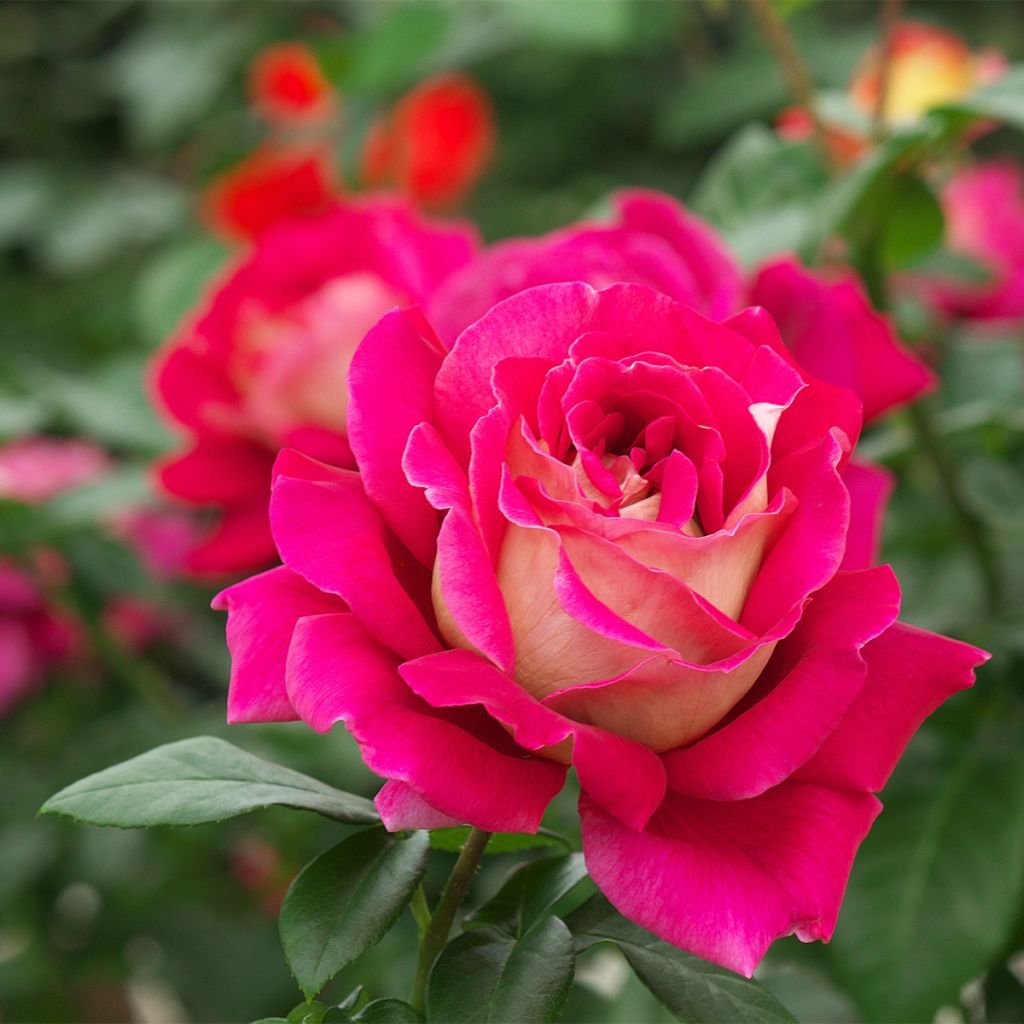 Rosa x floribunda Abbatiale de Pontigny - Floribunda Rose