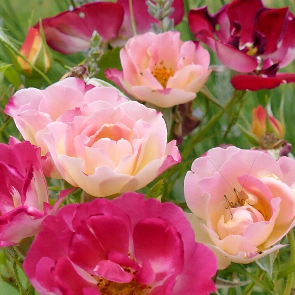 Rosa x floribunda Quinte Flush - Floribunda Rose