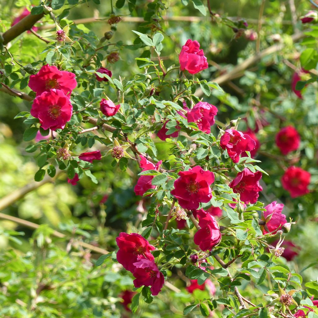 Rosa moyesii Geranium