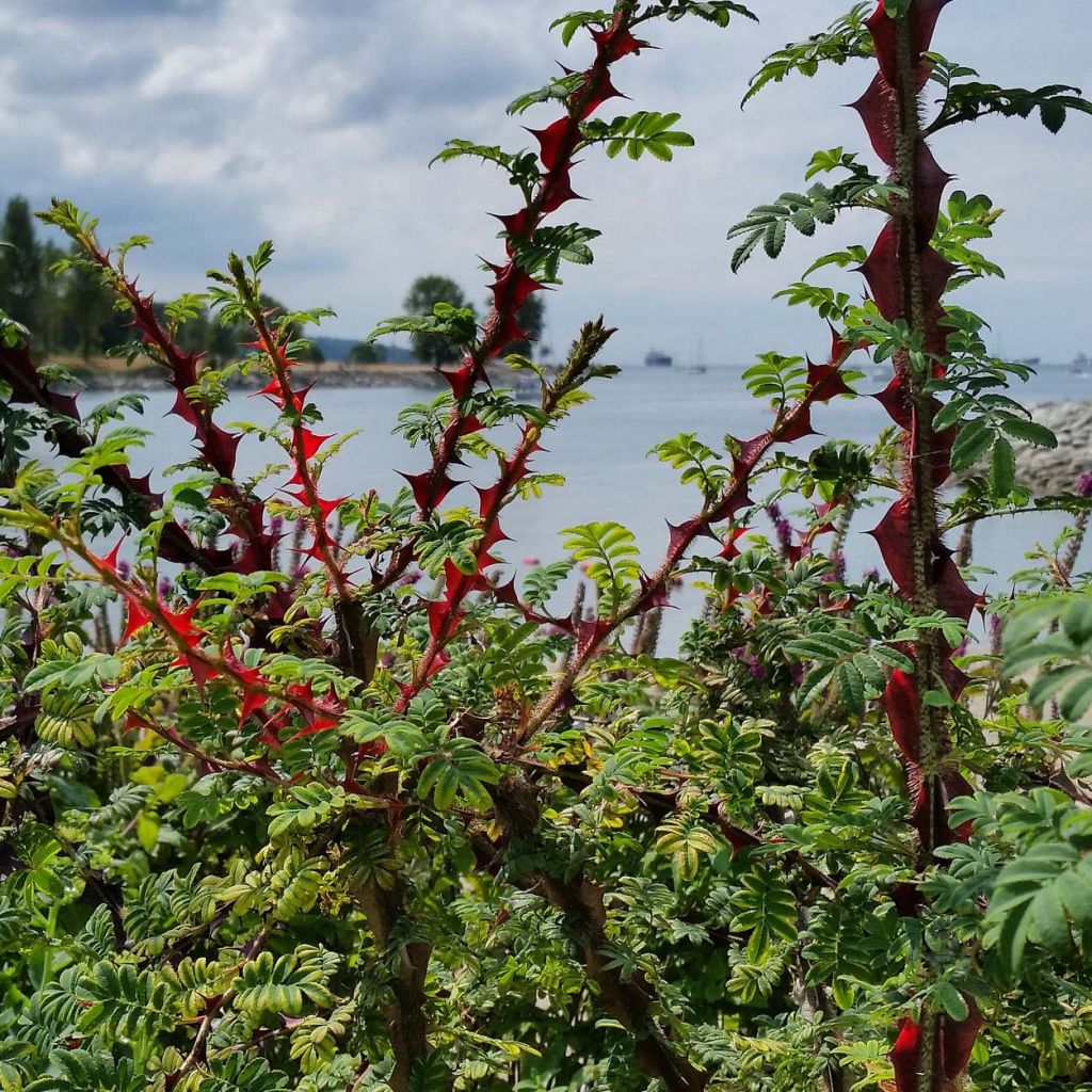 Rosa omeiensis Pteracantha