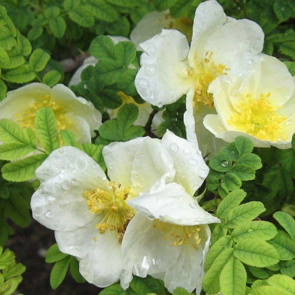 Rosa omeiensis Pteracantha
