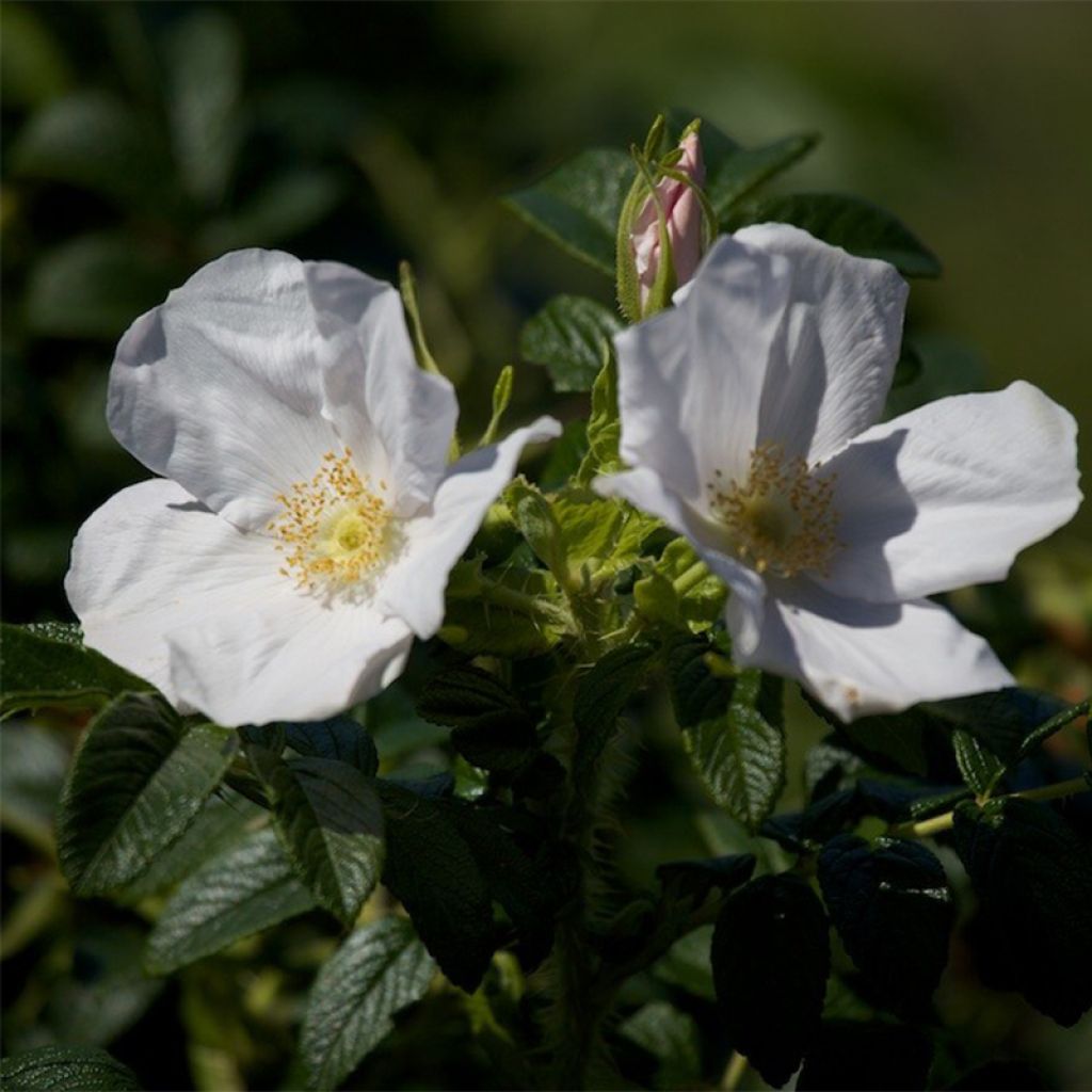Rosa rugosa Alba - Japanese Rose