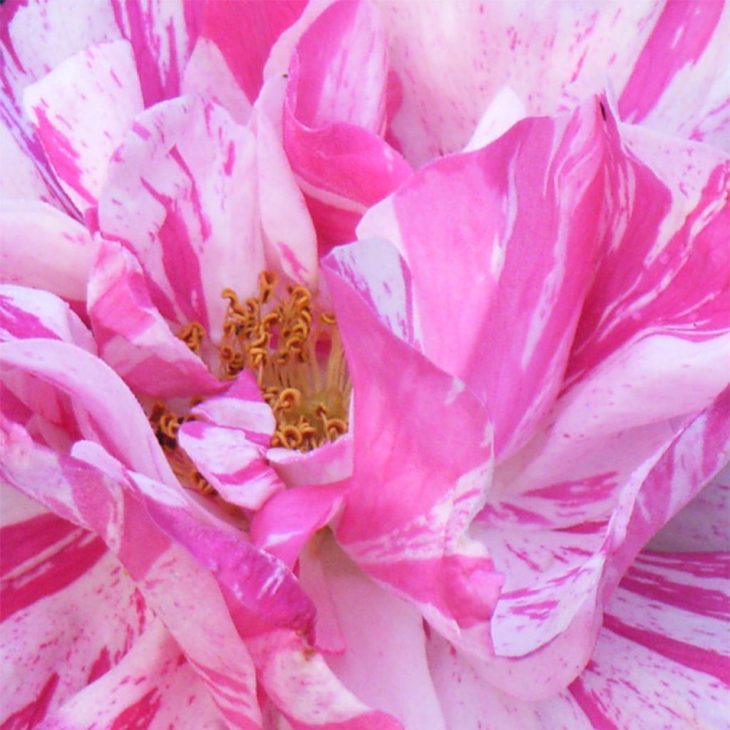 Rosa gallica Versicolor - Old Gallic Rose