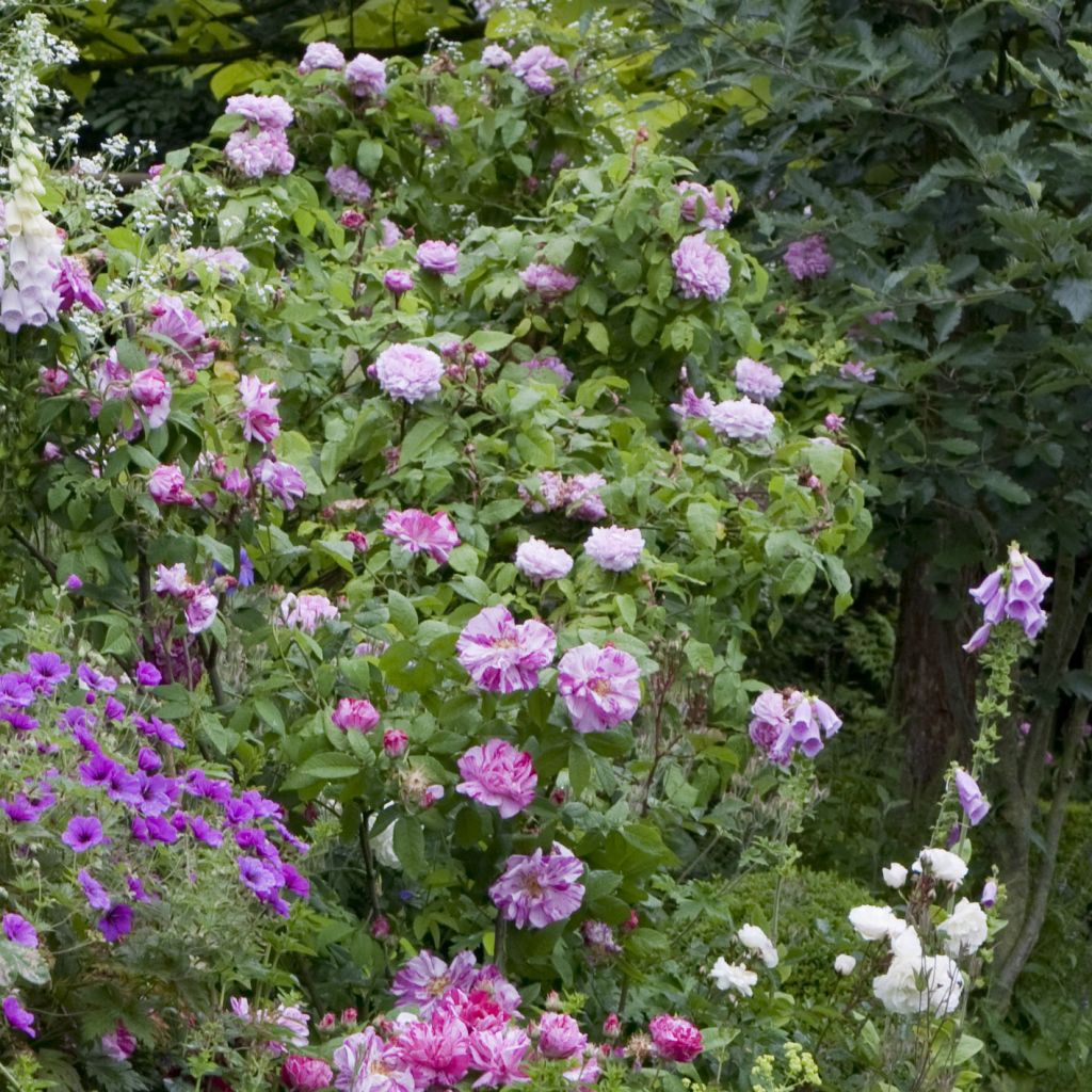 Rosa gallica Versicolor - Old Gallic Rose