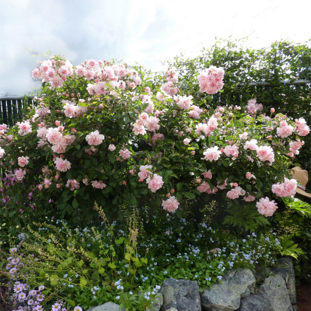 Rosa moschata Felicia - Musk Rose