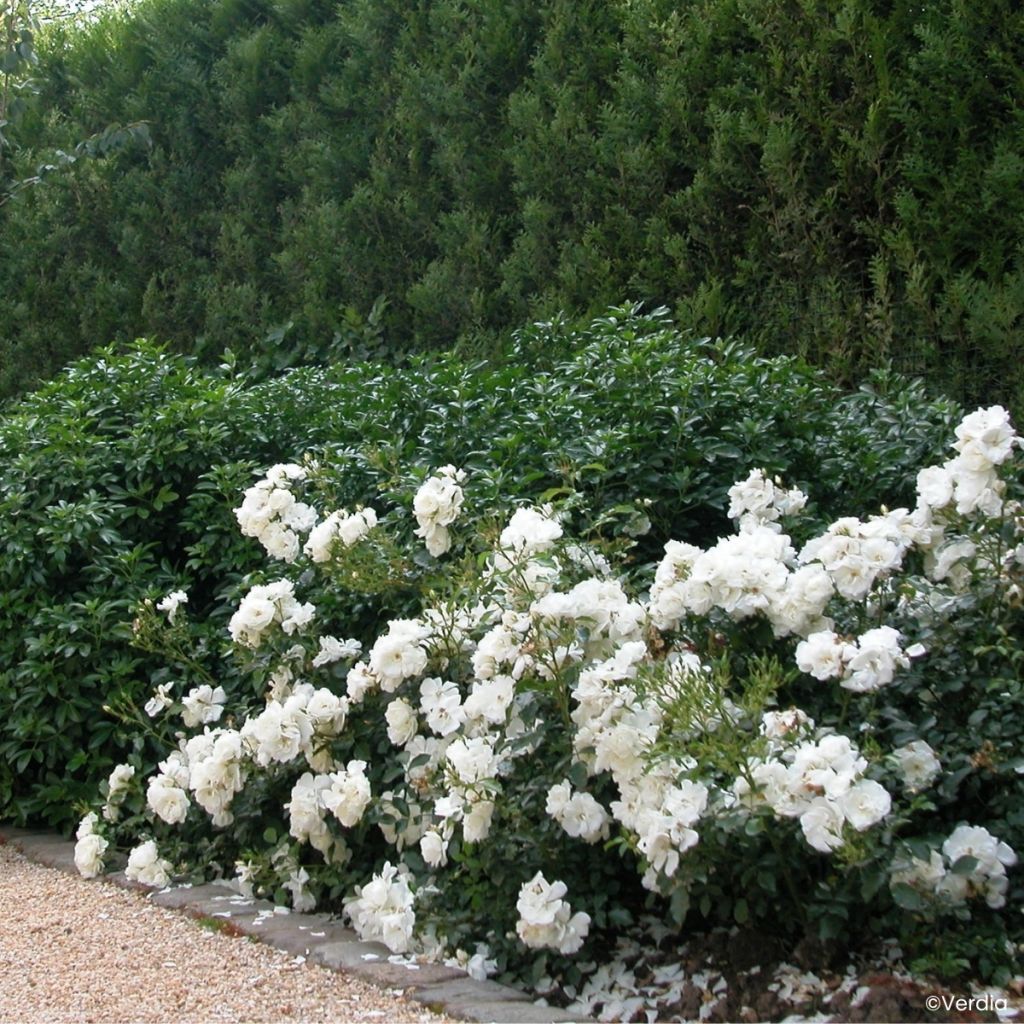 Rosa  Decorosiers Opalia 'Noaschnee'