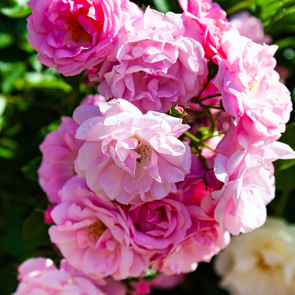 Rosa 'Lavender Siluetta' - Climbing Rose