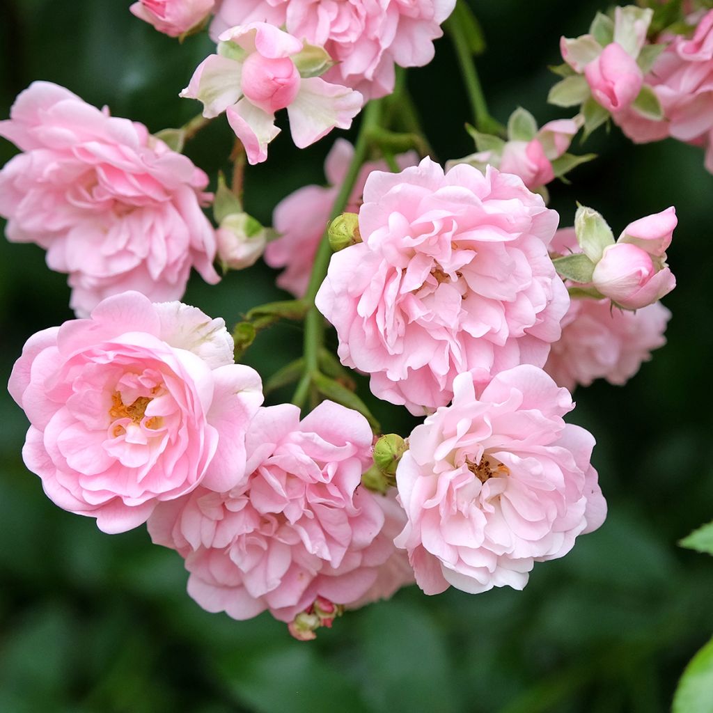 Rosa The Fairy - Standard Rose