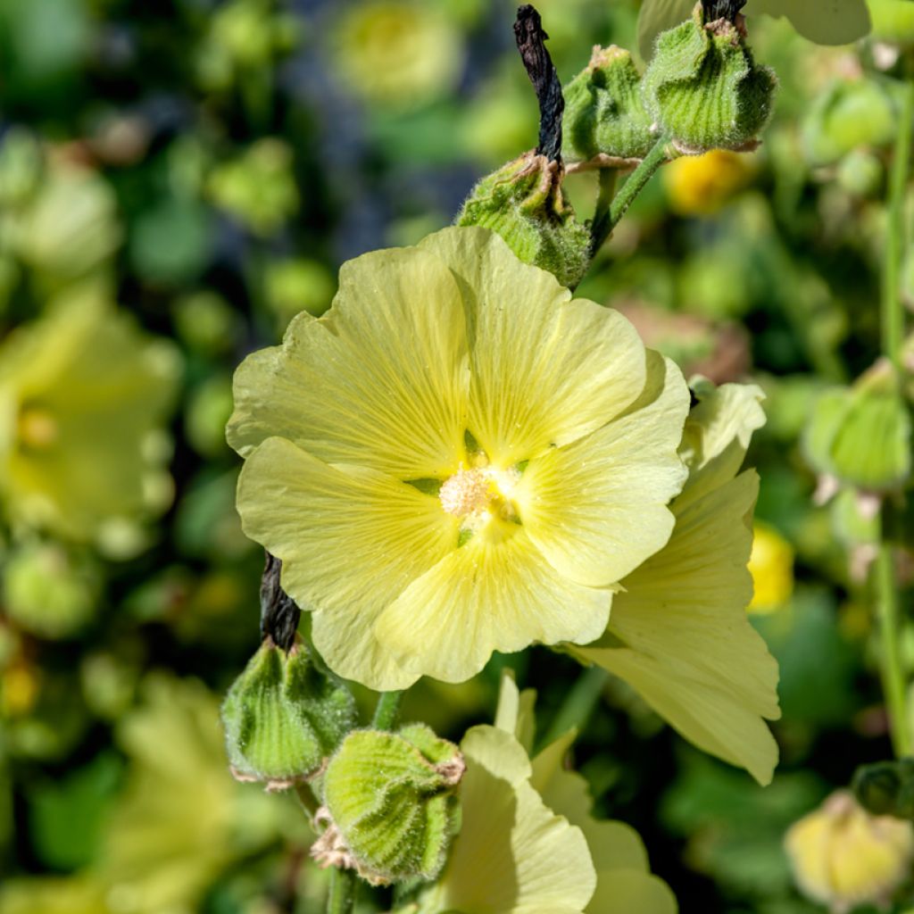 Alcea rugosa