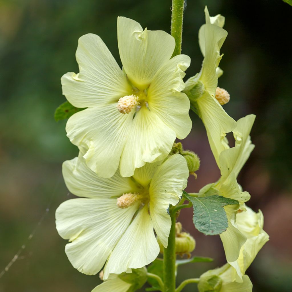 Alcea rugosa