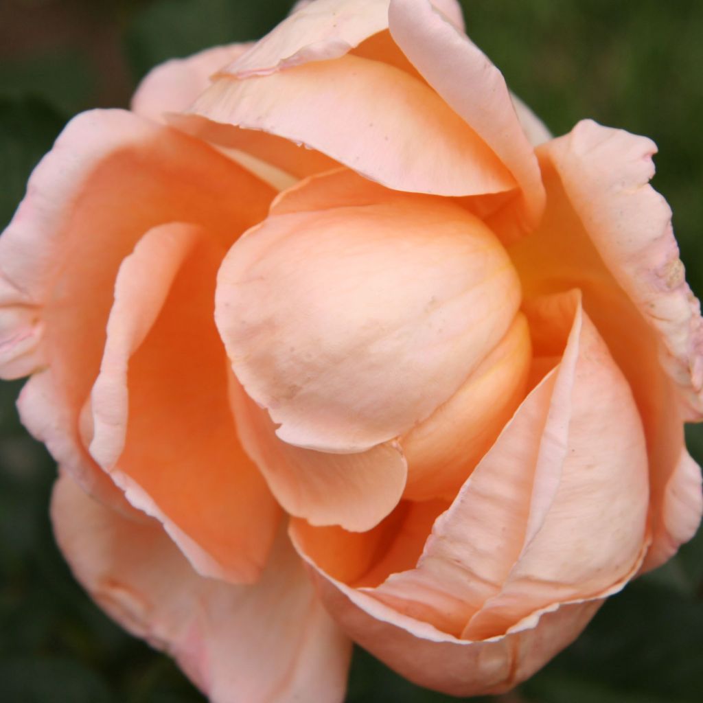 Rosa Abbaye de Cluny - Modern Shrub Rose