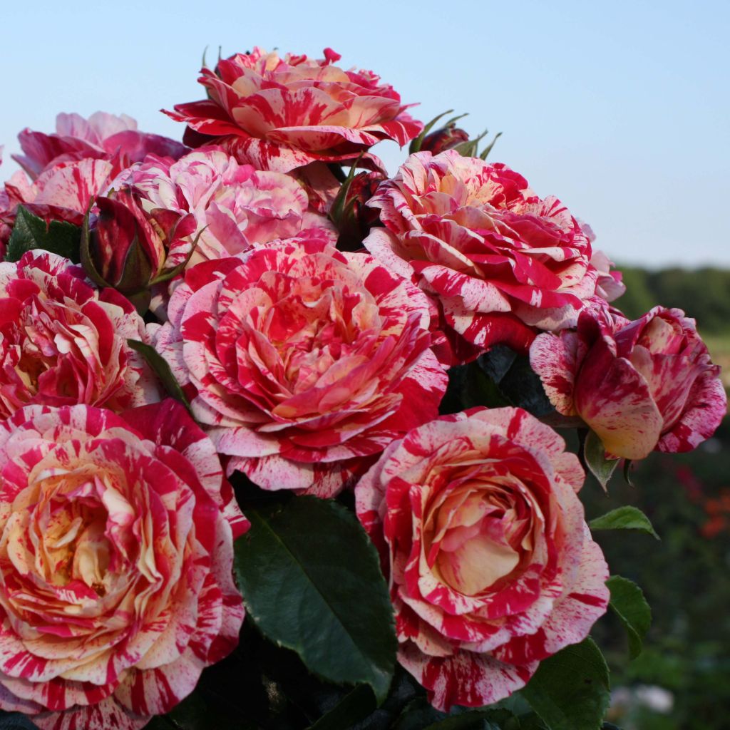 Rosa x floribunda Abracadabra - Floribunda Rose