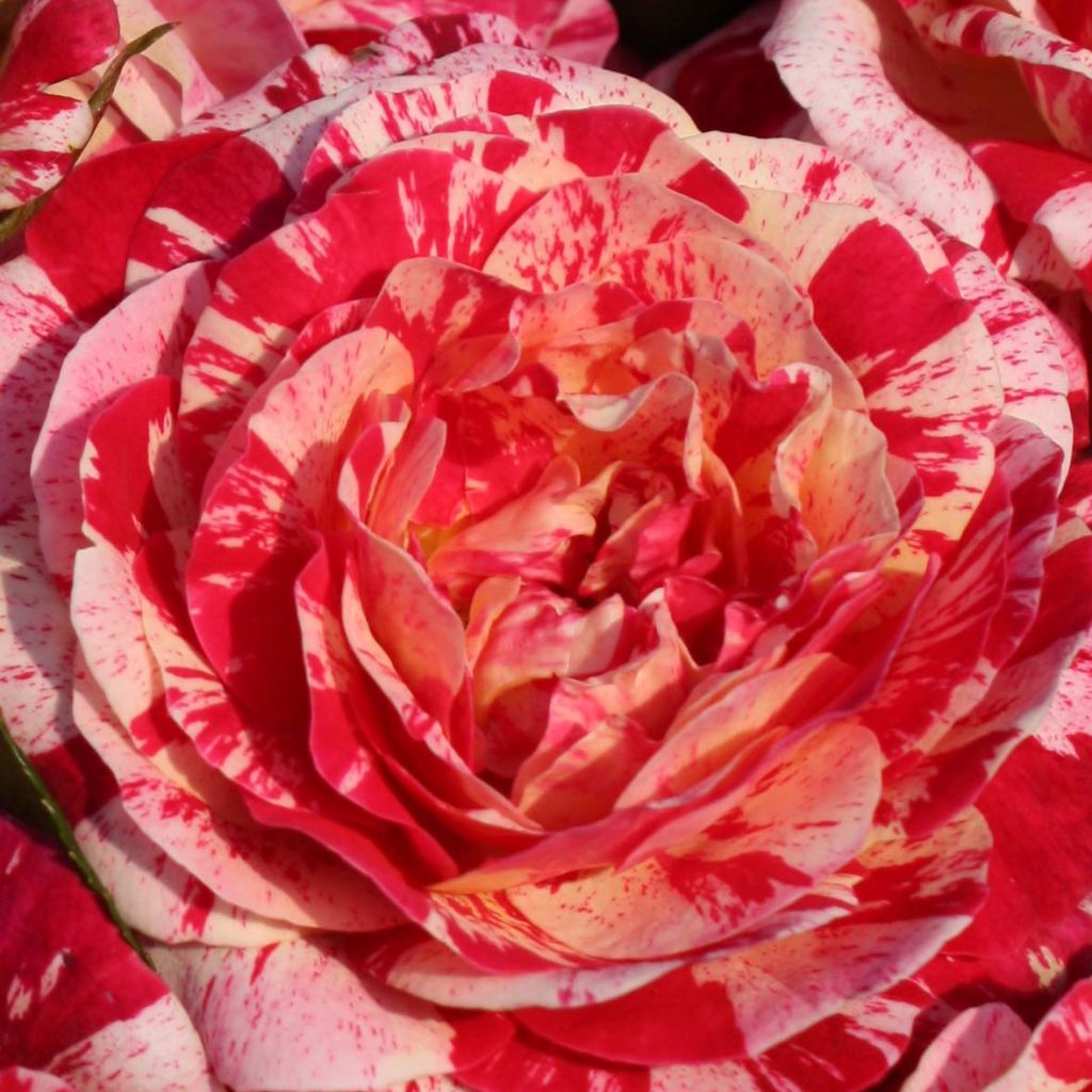 Rosa x floribunda Abracadabra - Floribunda Rose