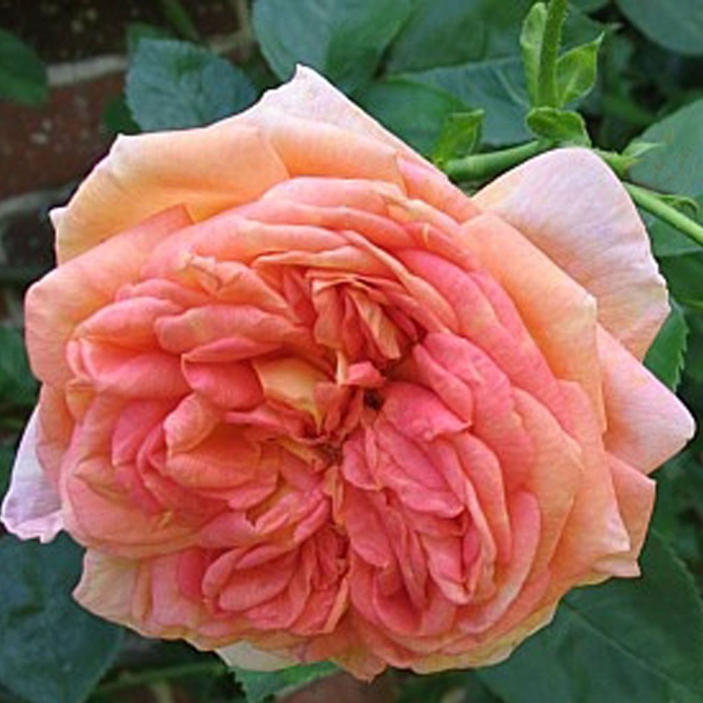 Rosa 'Alchymist'