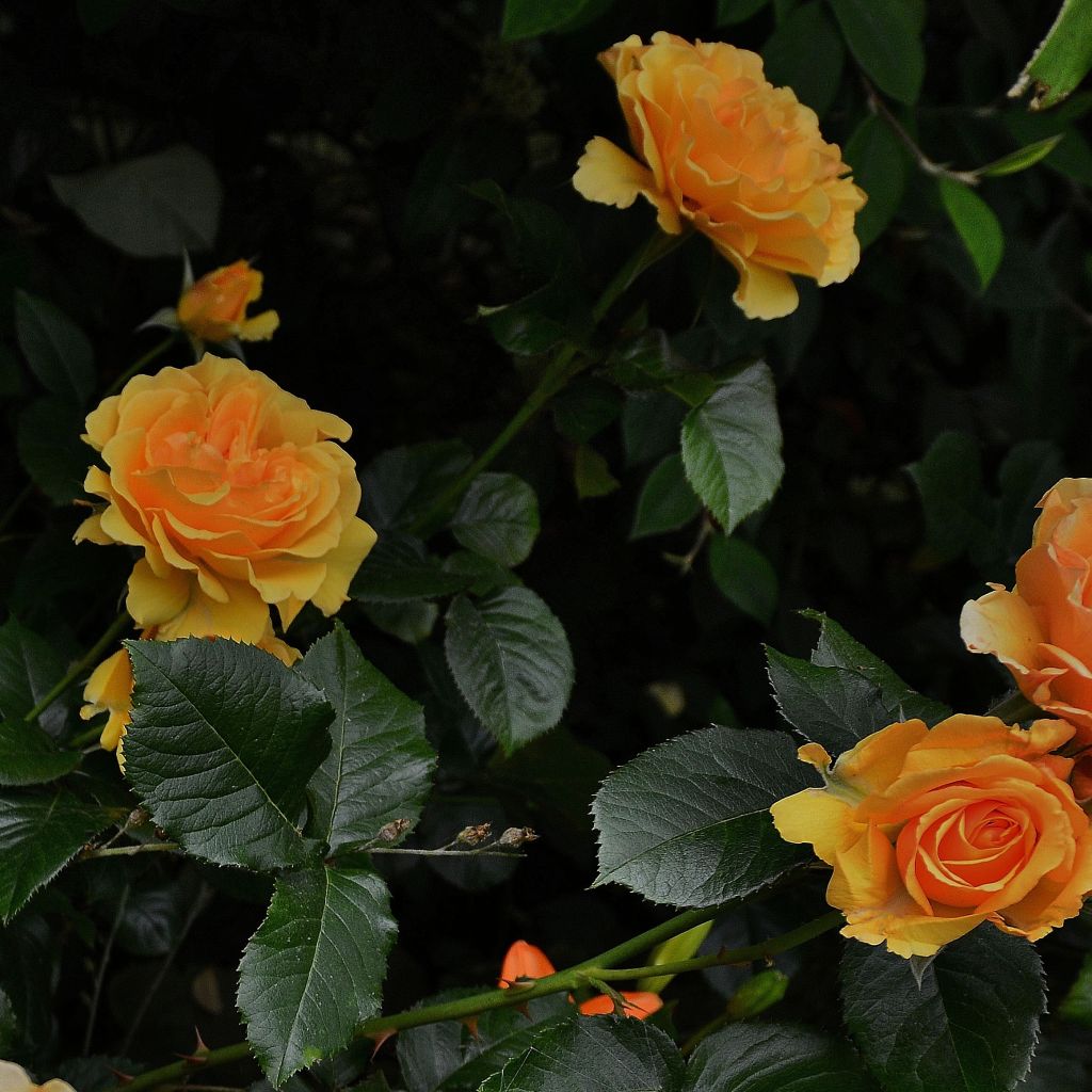 Rosa Amber Queen - Floribunda Rose