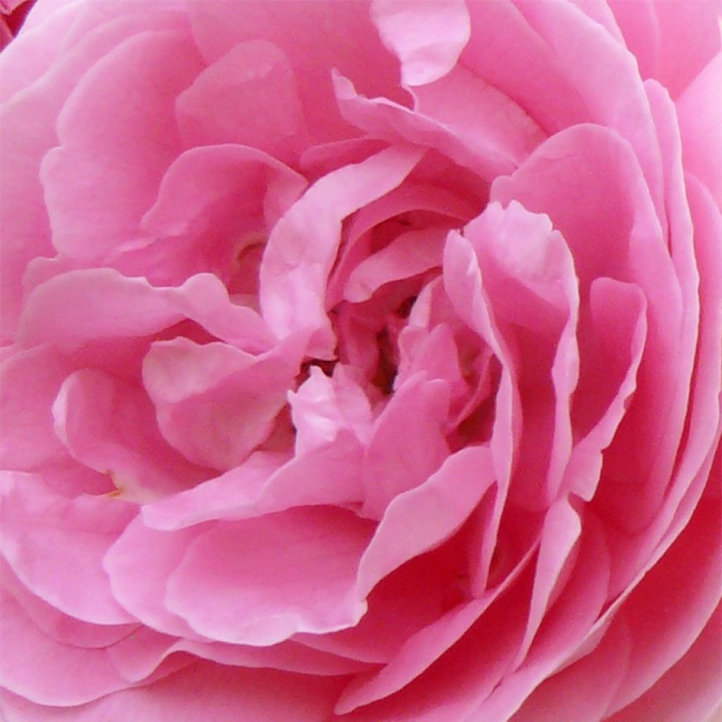 Rosa Louise Odier - Bourbon Rose