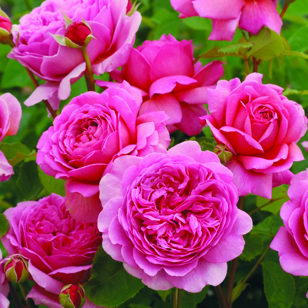 Rosa  Princess Alexandra of Kent - English Shrub Rose